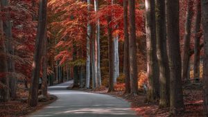 Turn a summer forest into an autumnal scene